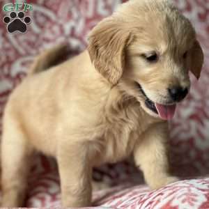 Simon, Golden Retriever Puppy