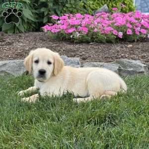 Candy, Golden Retriever Puppy