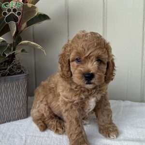 Clark, Cockapoo Puppy