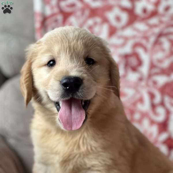 Simon, Golden Retriever Puppy