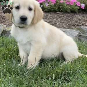 Candy, Golden Retriever Puppy