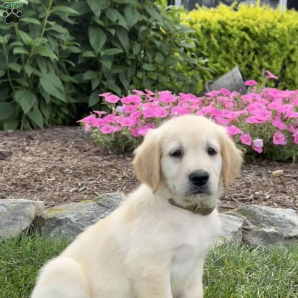 Candy, Golden Retriever Puppy