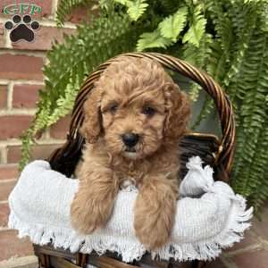 Clark, Cockapoo Puppy