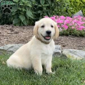 Candy, Golden Retriever Puppy