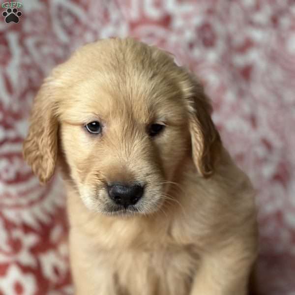 Steven, Golden Retriever Puppy