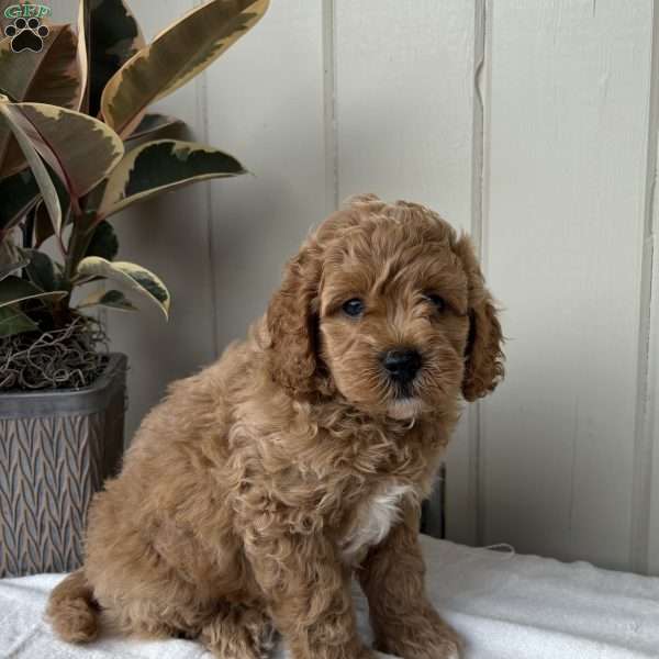 Clark, Cockapoo Puppy