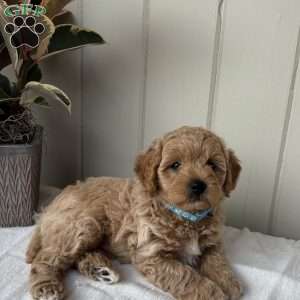 Teddy, Cockapoo Puppy