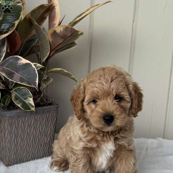 Teddy, Cockapoo Puppy