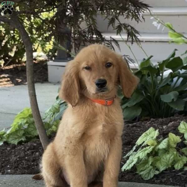 Apple, Golden Retriever Puppy