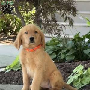 Apple, Golden Retriever Puppy
