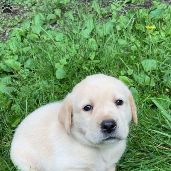 Champ, Yellow Labrador Retriever Puppy