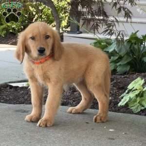 Apple, Golden Retriever Puppy
