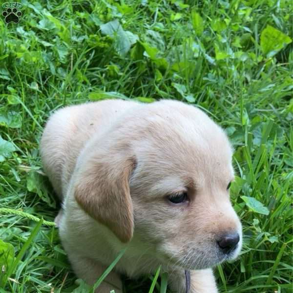 Luna, Yellow Labrador Retriever Puppy