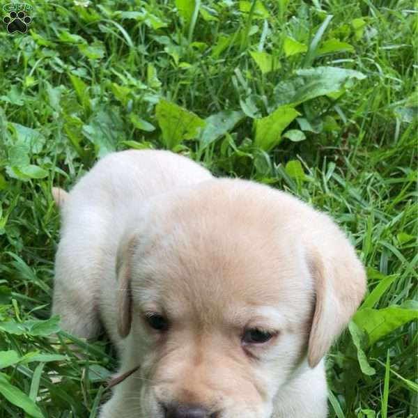 Bella, Yellow Labrador Retriever Puppy