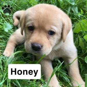 Honey, Yellow Labrador Retriever Puppy