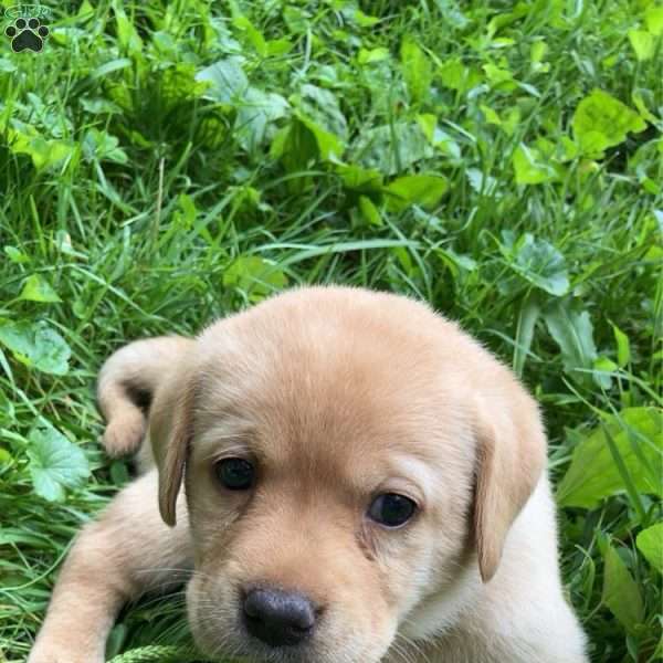 Honey, Yellow Labrador Retriever Puppy