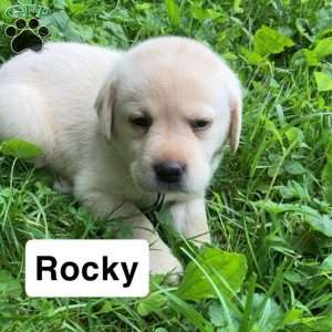 Rocky, Yellow Labrador Retriever Puppy