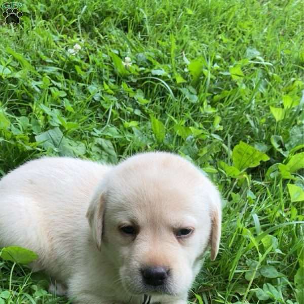 Rocky, Yellow Labrador Retriever Puppy