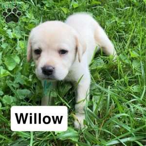 Willow, Yellow Labrador Retriever Puppy