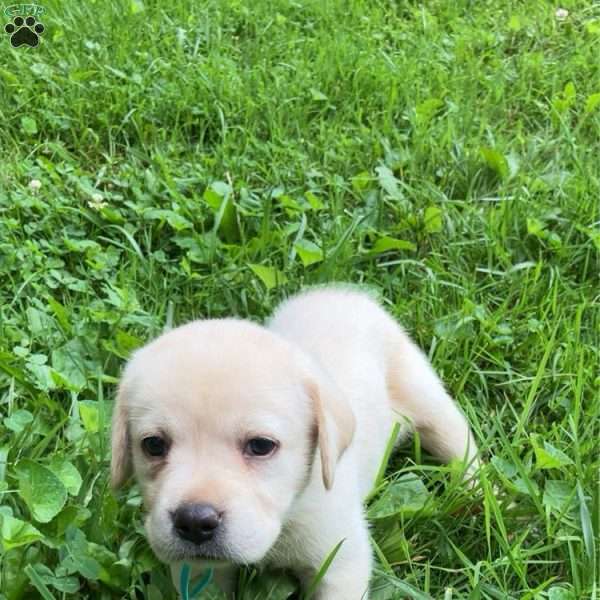 Willow, Yellow Labrador Retriever Puppy