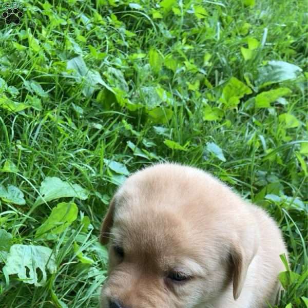Copper, Yellow Labrador Retriever Puppy