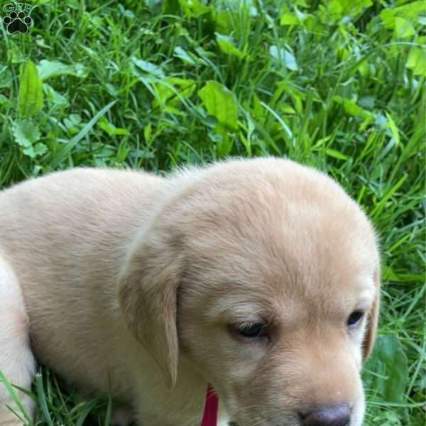 Roxie, Yellow Labrador Retriever Puppy