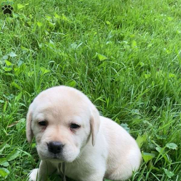 Angel, Yellow Labrador Retriever Puppy