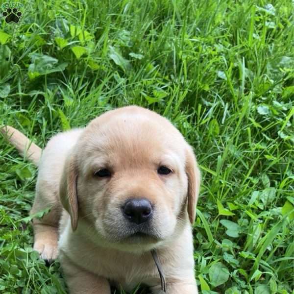 Butterball, Yellow Labrador Retriever Puppy