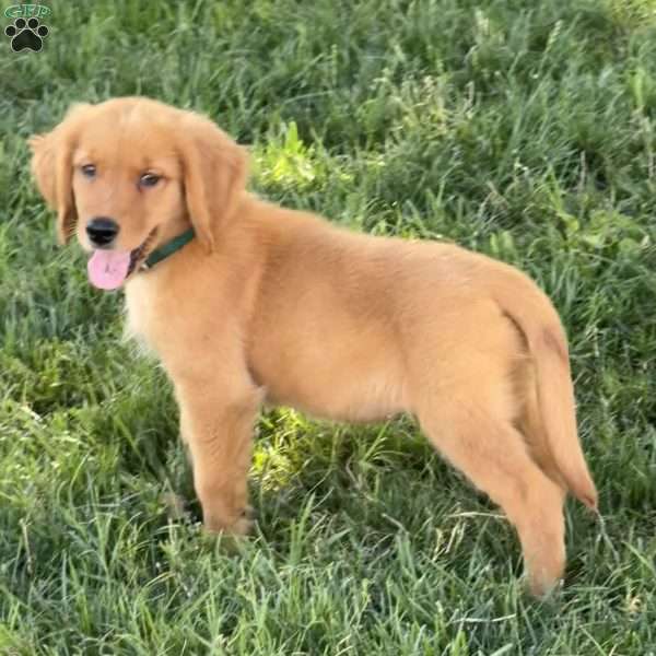Addie, Golden Retriever Puppy