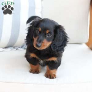 Bear, Dachshund Puppy