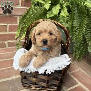 Teddy, Cockapoo Puppy
