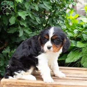 Chief, Cavalier King Charles Spaniel Puppy