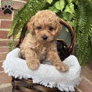Daisy, Cockapoo Puppy