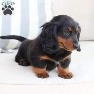 Bear, Dachshund Puppy