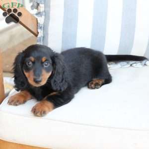 Bear, Dachshund Puppy