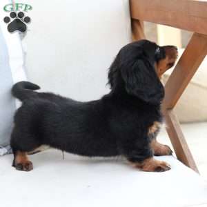 Bear, Dachshund Puppy