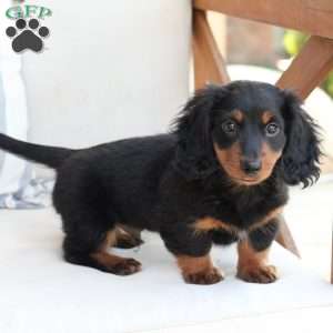 Bear, Dachshund Puppy