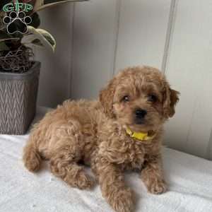 Daisy, Cockapoo Puppy