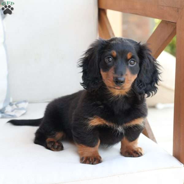 Bear, Dachshund Puppy