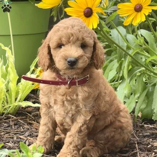 Rusty, Mini Labradoodle Puppy