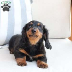 Bear, Dachshund Puppy