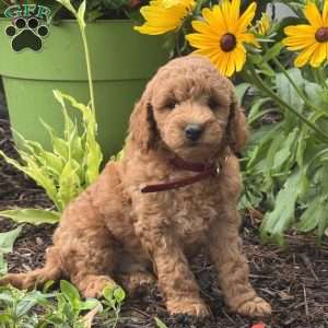 Rusty, Mini Labradoodle Puppy