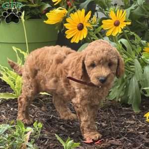 Rusty, Mini Labradoodle Puppy