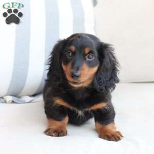 Bear, Dachshund Puppy