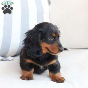 Bear, Dachshund Puppy