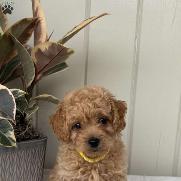 Daisy, Cockapoo Puppy