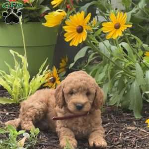 Rusty, Mini Labradoodle Puppy