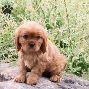 Cuddles, Cavalier King Charles Spaniel Puppy