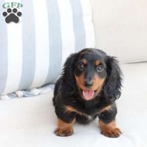 Bear, Dachshund Puppy