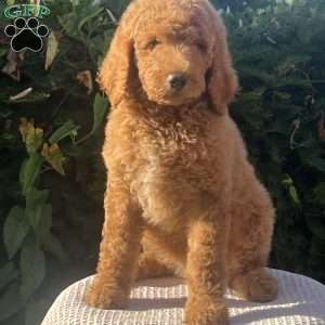 Ms. Pink, Goldendoodle Puppy